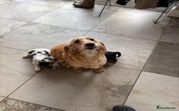 Cocker Spaniel dogs for sale: Beautiful Cocker Spaniel Puppies. - Advert 4