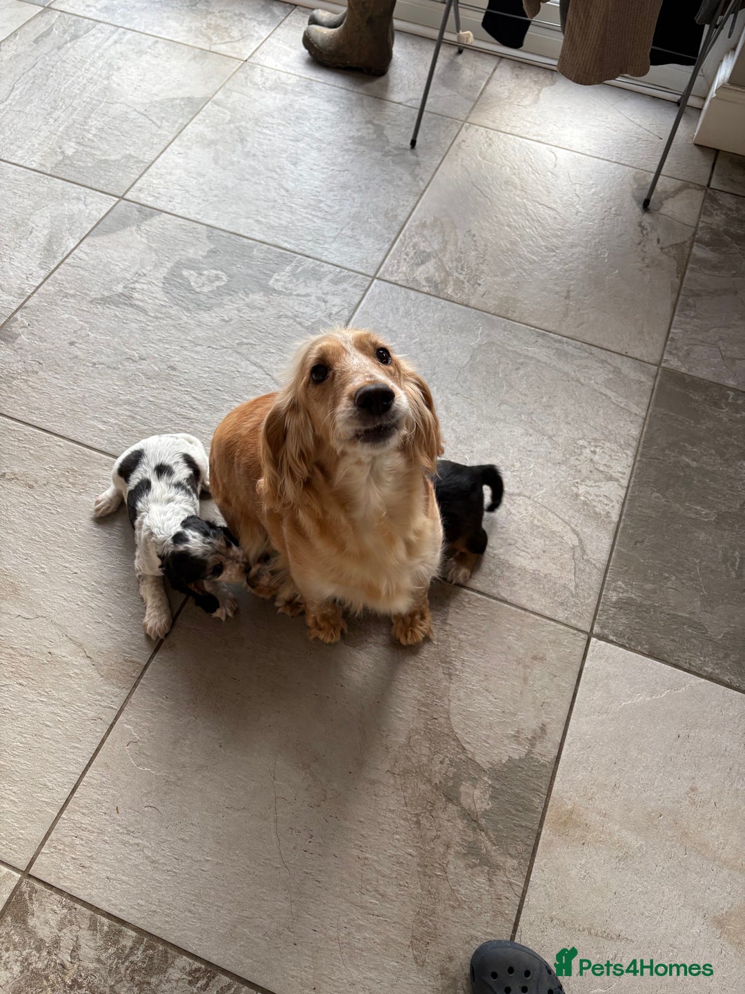 Cocker Spaniel dogs for sale: Beautiful Cocker Spaniel Puppies. - Advert 4