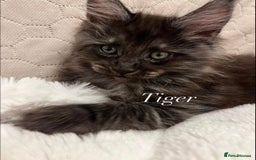 Maine Coon cats for sale: GCCF active / domestic Maine Coon  - Image 22