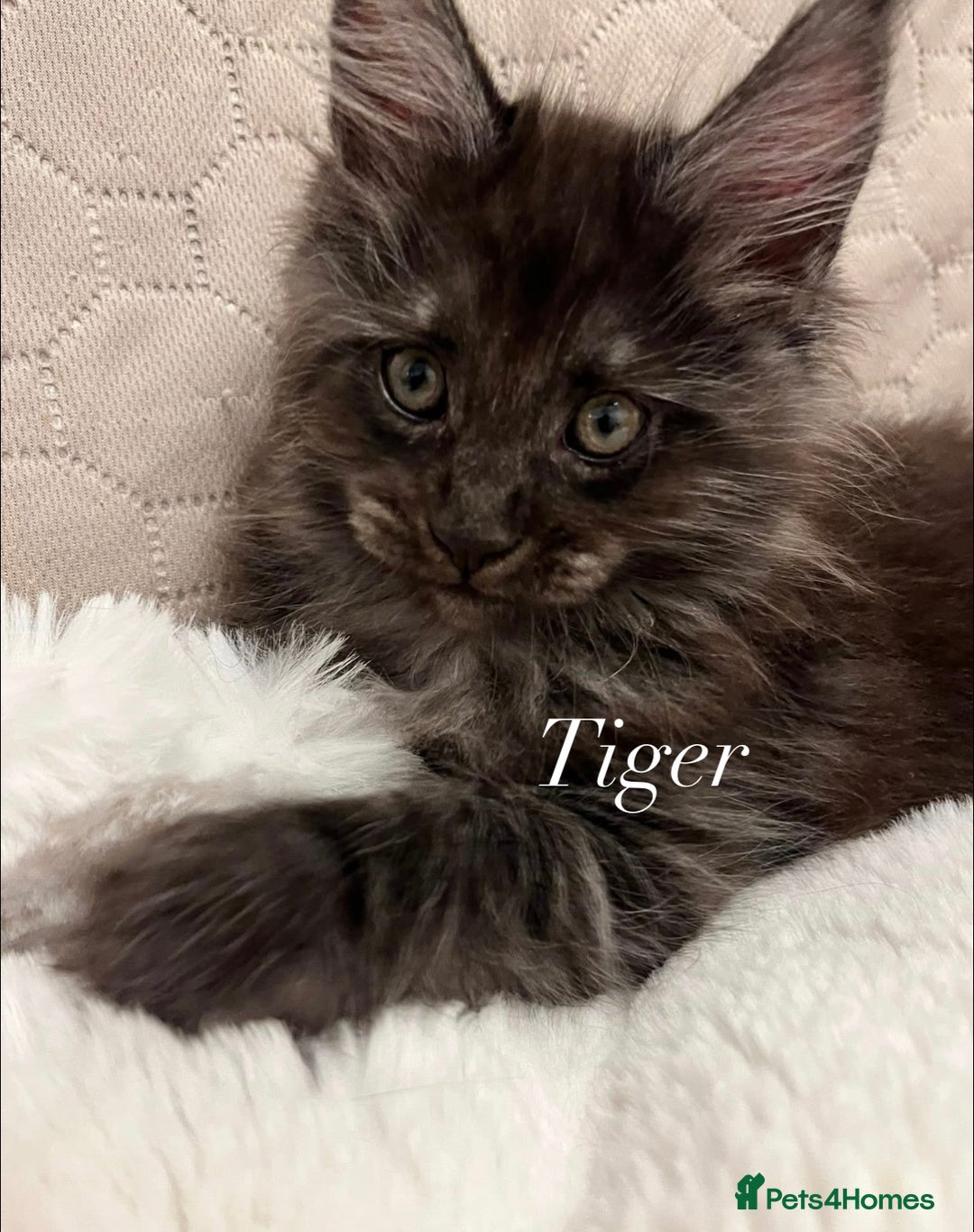 Maine Coon cats for sale: GCCF active / domestic Maine Coon  - Image 22
