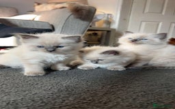Ragdoll cats for sale: Ragdoll kittens for sale - Image 5