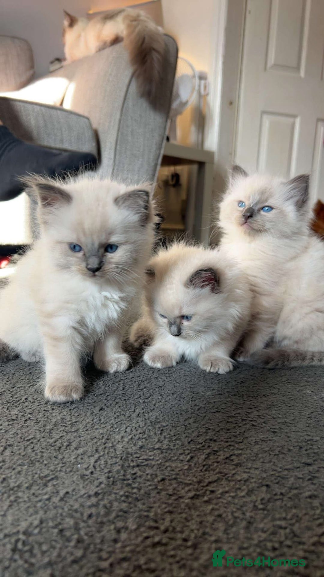 Ragdoll cats for sale: Ragdoll kittens for sale - Image 5
