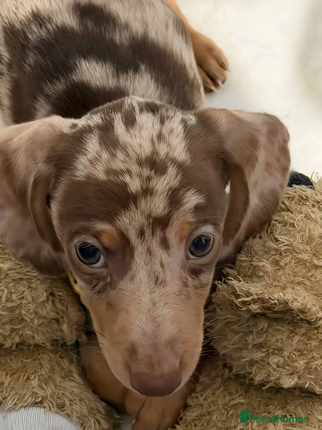 Miniature Dachshund dogs for sale: Chocolate dapple miniature dachshund  - Advert 2