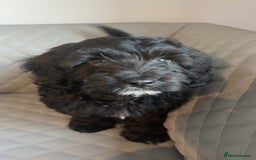Cavapoo dogs for sale: Cavapoo pup - Image 2