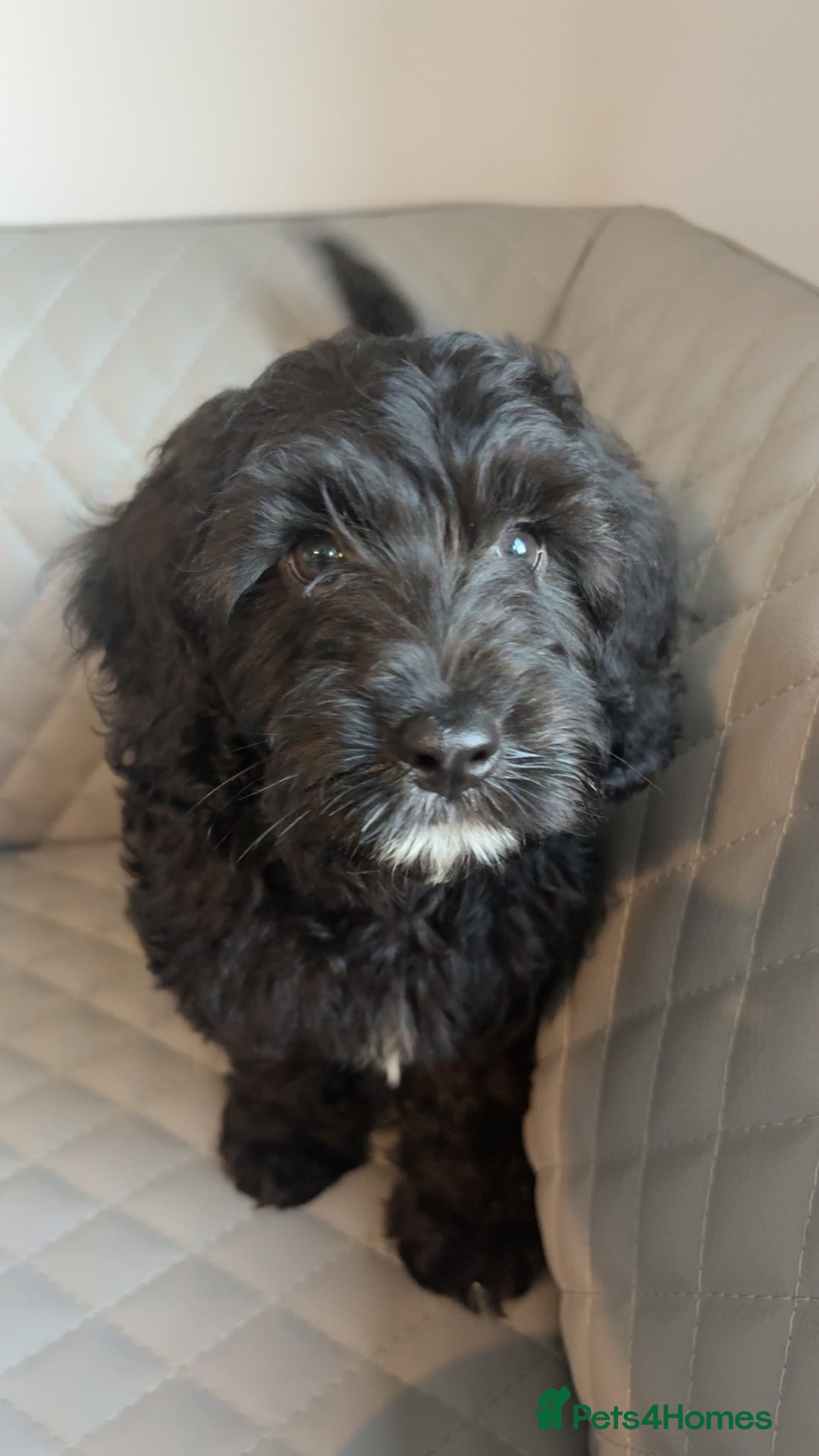 Cavapoo dogs for sale: Cavapoo pup - Image 2