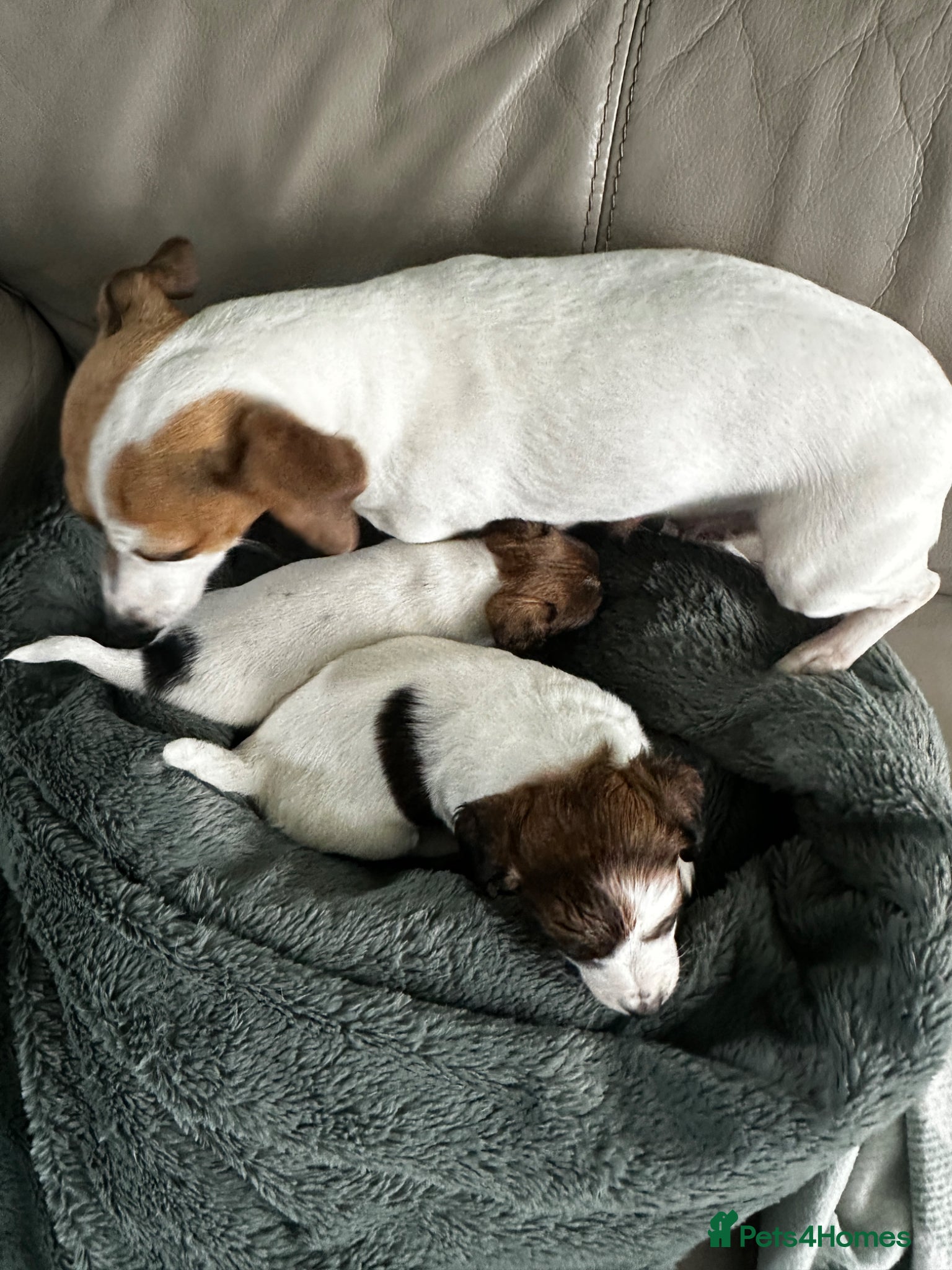 Jack Russell dogs Beautiful Miniature Jack Russell’s  - Advert 1