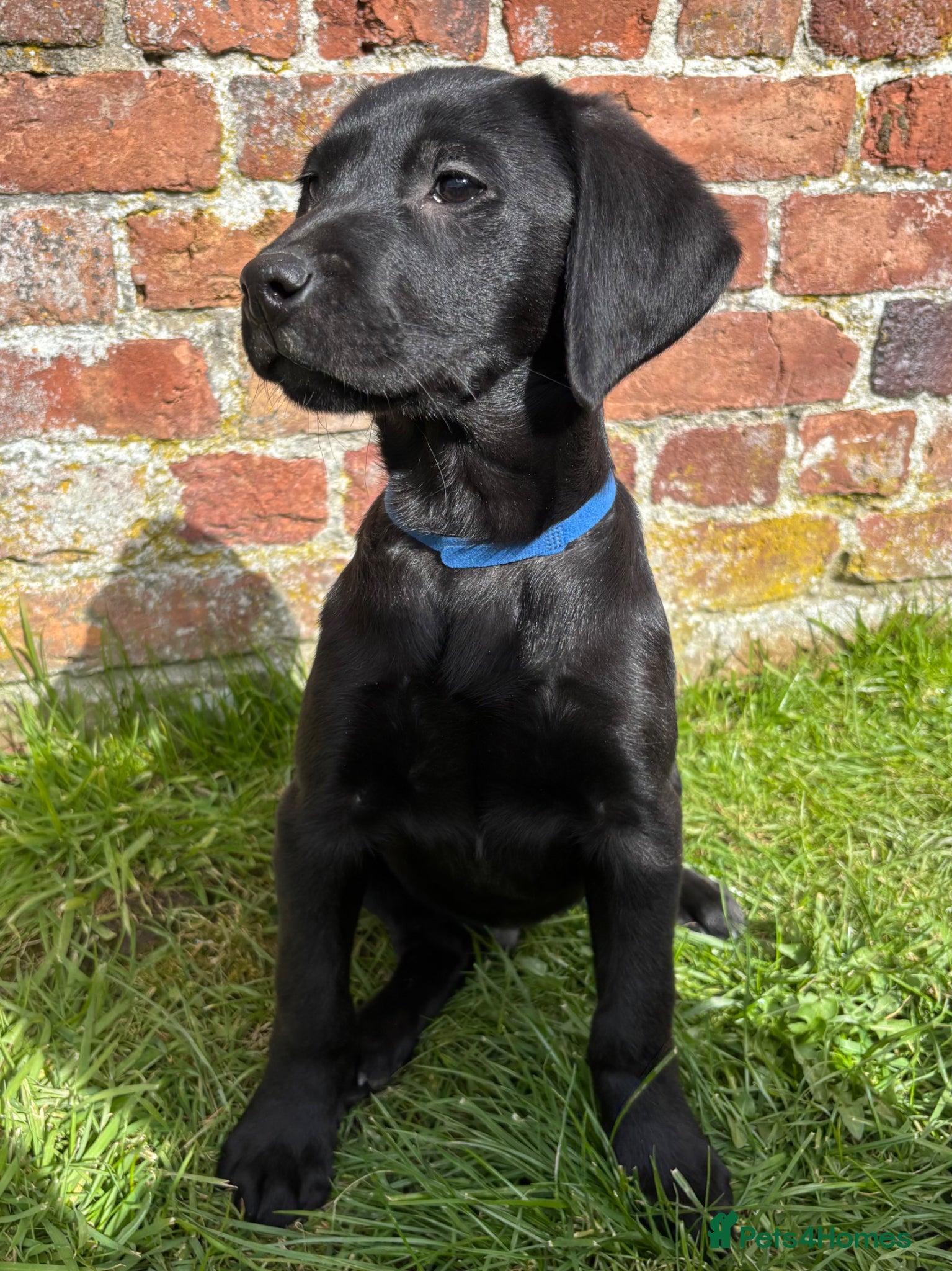 Labrador Retriever dogs KC Registered Labradors DNA Tested Hip Scored - Advert 3