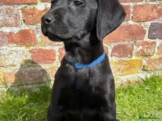 Labrador Retriever dogs KC Registered Labradors DNA Tested Hip Scored - Advert 3