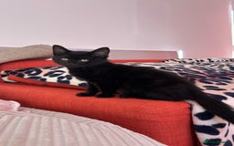 Domestic Shorthair cats for sale: Male Black Domestic Shorthair Kitten - Image 1