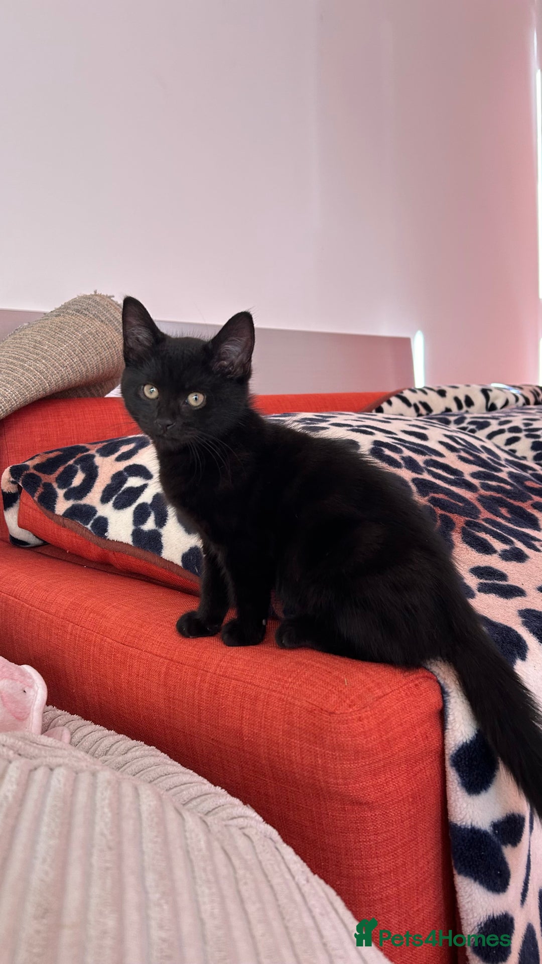 Domestic Shorthair cats for sale: Male Black Domestic Shorthair Kitten - Image 1