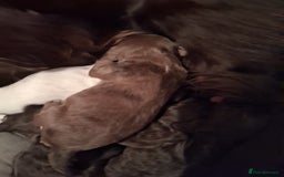 Cocker Spaniel dogs for sale: Cocker Spanial Puppies - Image 6