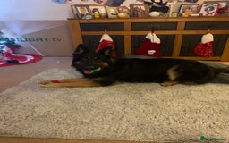 German Shepherd dogs for stud: Axle for stud - Image 2