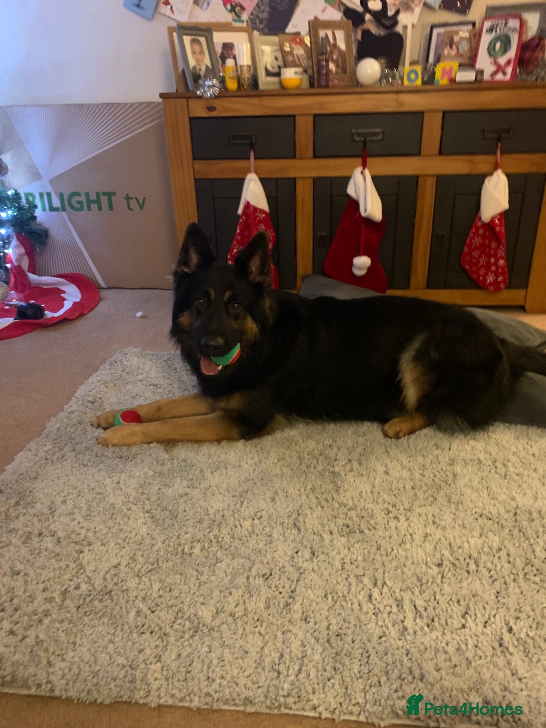 German Shepherd dogs for stud: Axle for stud - Image 2