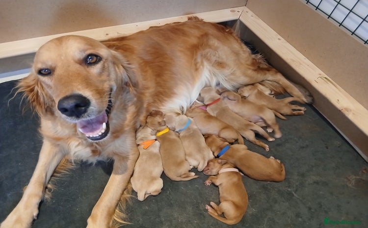 Golden Retriever dogs - Advert 1