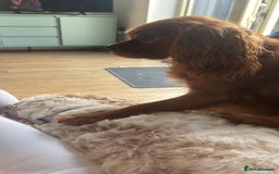 Cavalier King Charles Spaniel dogs for sale: Cavalier King Charles spaniel  - Image 12