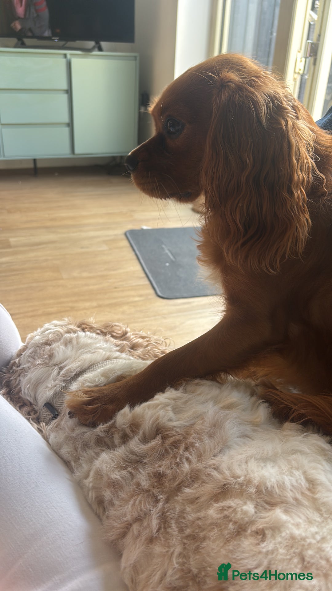 Cavalier King Charles Spaniel dogs for sale: Cavalier King Charles spaniel  - Image 12