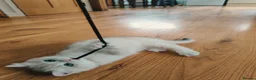 British Shorthair cats for sale: 1 left, Rare Tipped British Shorthair girl - Advert 11