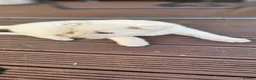German Shepherd dogs for sale: 3 white german shepherd boys  - Advert 5