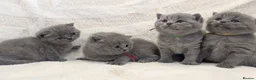 British Shorthair cats for sale: Pure Blue British Shorthair Kittens  in Chesterfield - Advert 6