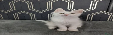 Maine Coon 5