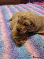 Labrador Retriever dogs - Advert 2