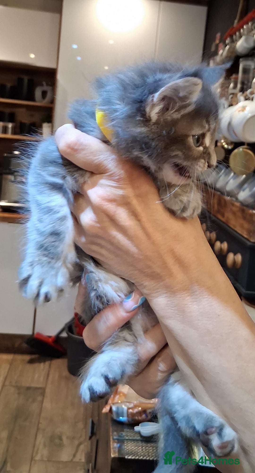Maine Coon cats for sale: Maine Coon pedigre XL - Image 6