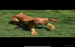 Labrador Retriever dogs for sale: 11 month old Fox red  female labrador pup - Image 2