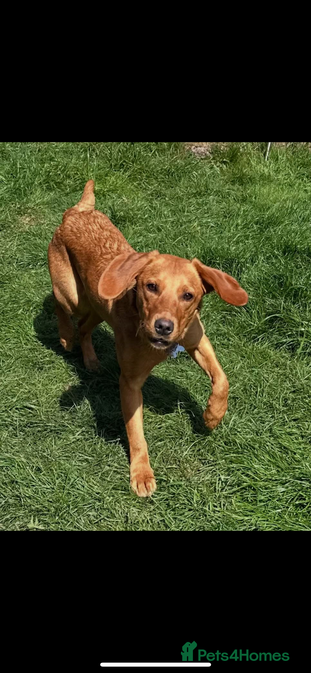Labrador Retriever dogs for sale: 11 month old Fox red  female labrador pup - Image 2