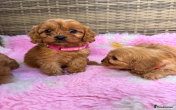 Cavapoo dogs for sale: *red cavapoos* - Image 2