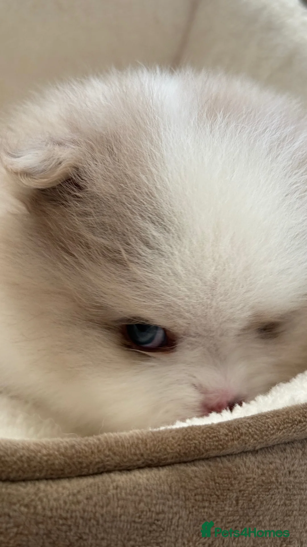 Pomeranian dogs for sale: Unique-Eyed KC Pomeranian Seeking New Home - Advert 2