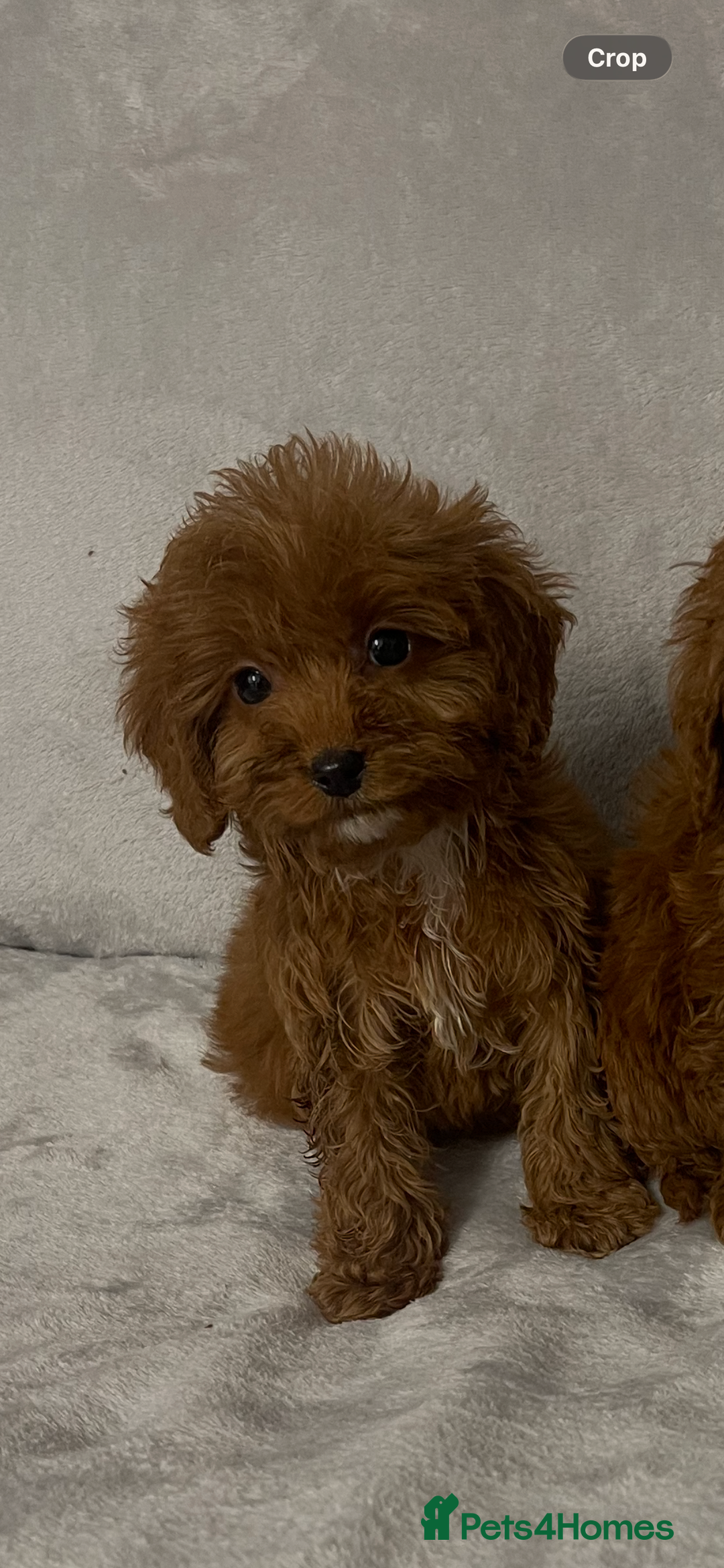 Cockapoo dogs for sale: 5 beautiful cockapoos  - Advert 20