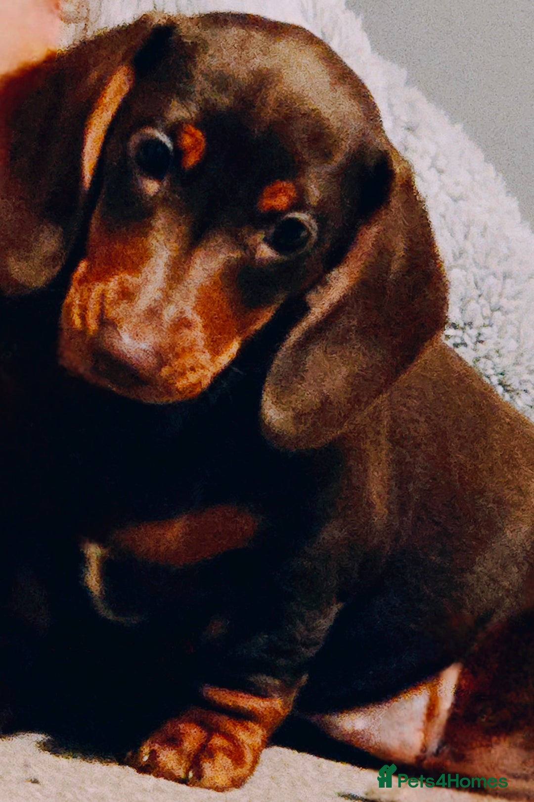 Miniature Dachshund dogs for sale: Minature daschund  - Advert 4