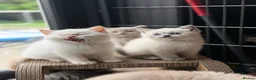 British Shorthair cats for sale: British shorthair kittens 😺 - Advert 12