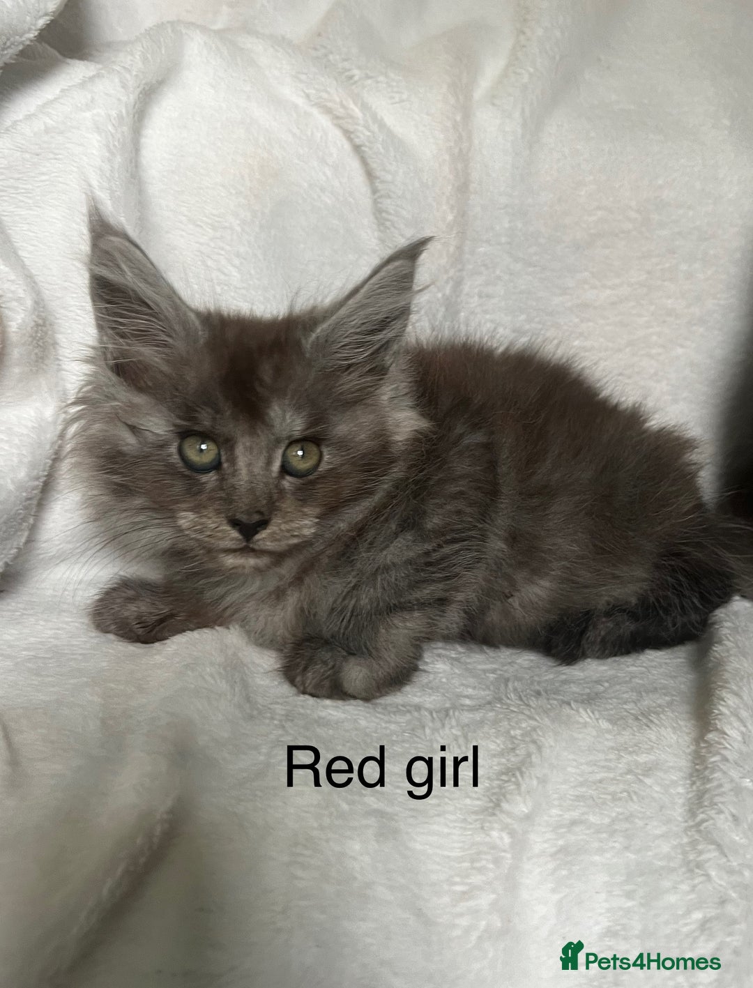 Maine Coon cats for sale: Stunning Maincoon kittens - Image 16