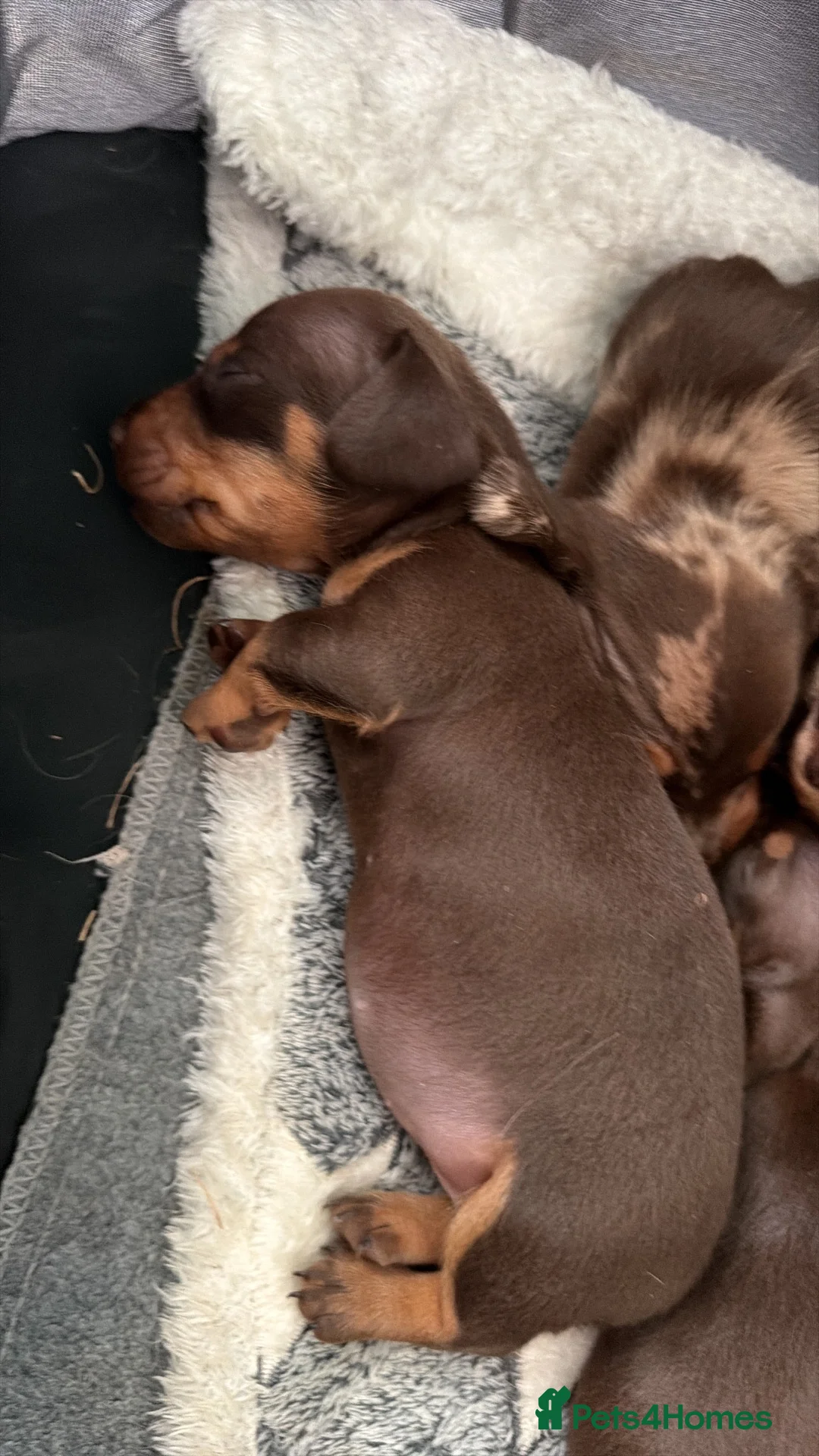 Miniature Dachshund dogs for sale: Miniature Dachshund  - Advert 15