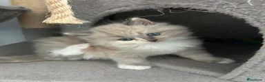 Ragcoon 3