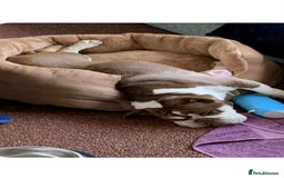 English Bulldog dogs for adoption: Talulah needs a loving home  - Image 2