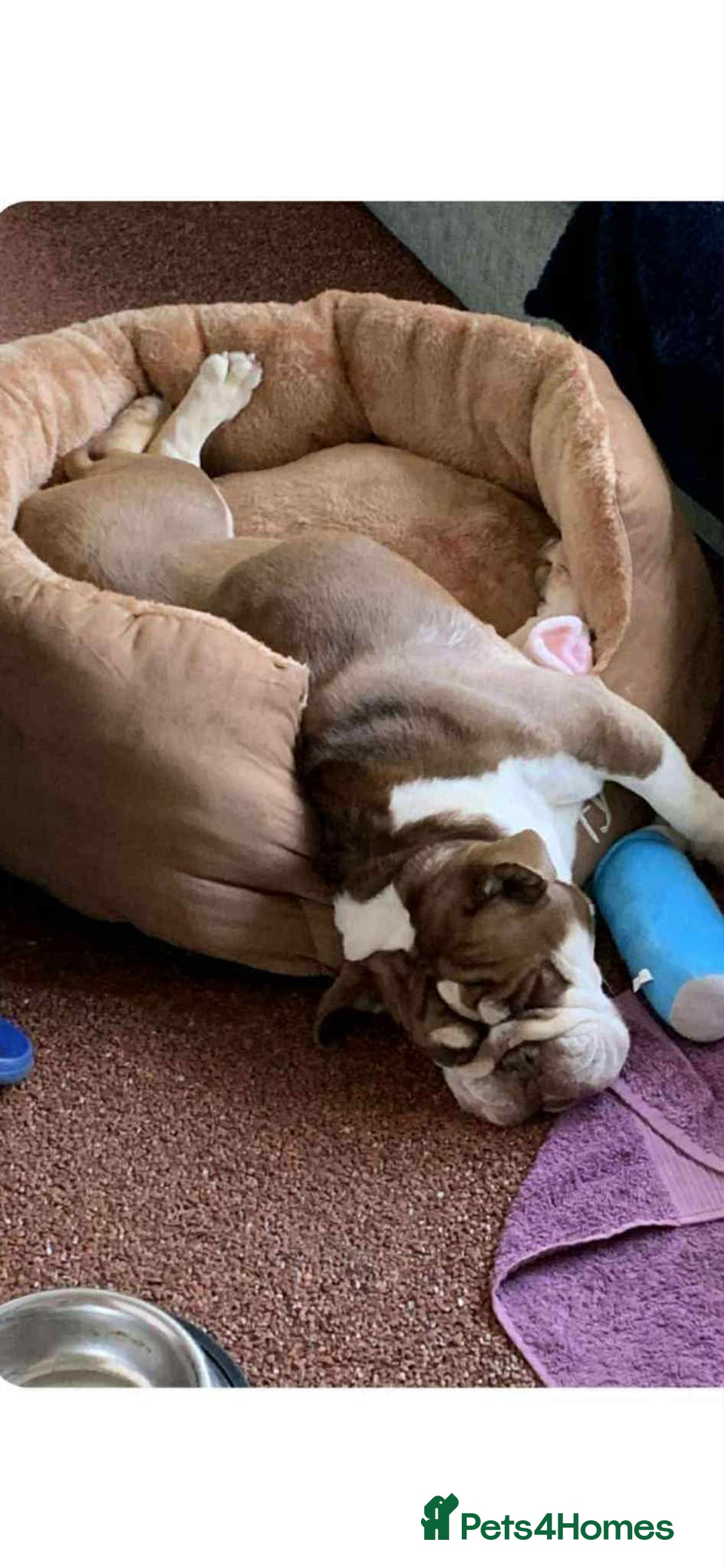 English Bulldog dogs for adoption: Talulah needs a loving home  - Image 2