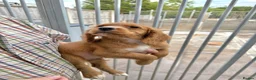 Cocker Spaniel dogs for sale: Cocker spaniel puppies ready now - Advert 21