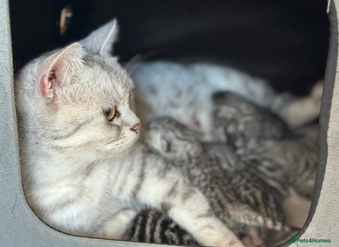 British Shorthair cats for sale: 🏆 Pedigree Silver British Shorthair Kittens 🏆 - Advert 23