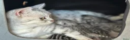 British Shorthair cats for sale: 🏆 Pedigree Silver British Shorthair Kittens 🏆 - Advert 10