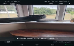 Mixed Breed dogs for sale: Sharpie cross staff  - Image 3
