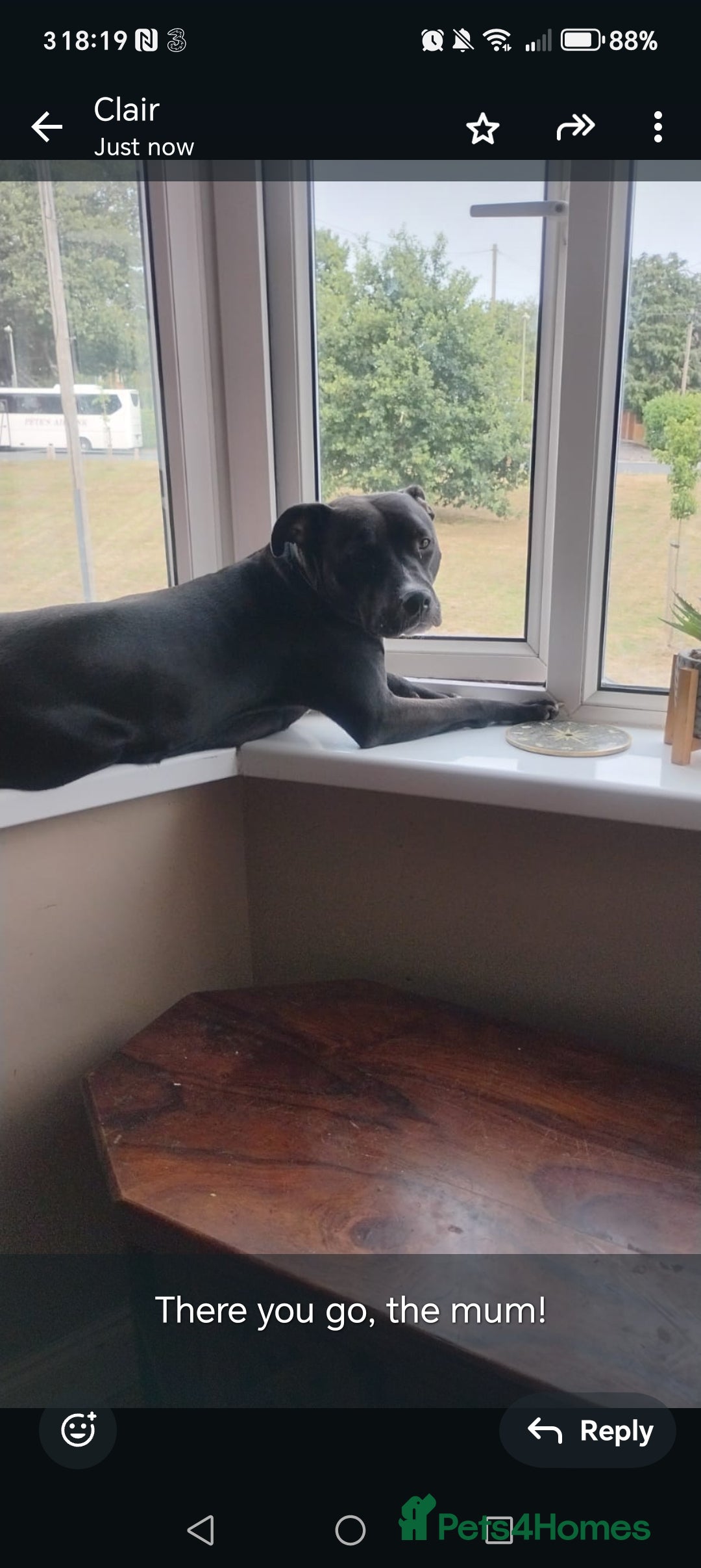Mixed Breed dogs for sale: Sharpie cross staff  - Image 3