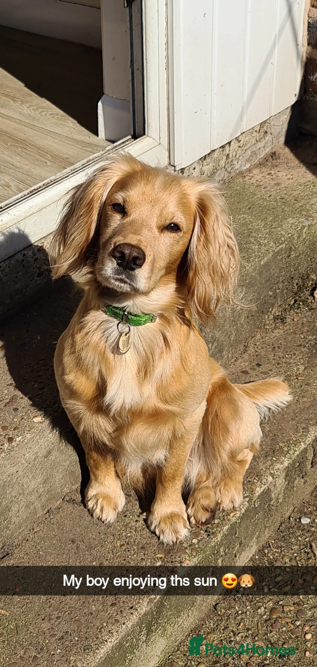 Cocker Spaniel dogs for stud: Proven Dexter for stud in Doncaster - Advert 8