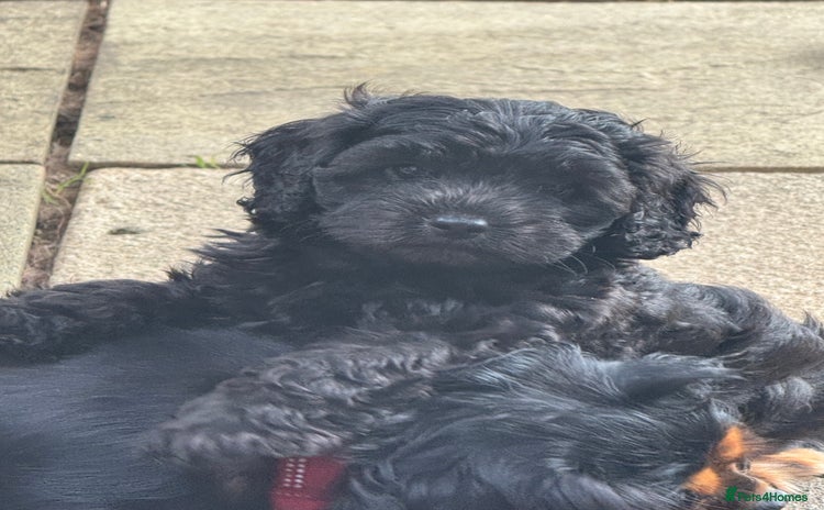 Cavapoo dogs - Advert 5