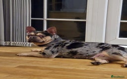 French Bulldog dogs for sale: French bulldog  - Image 3