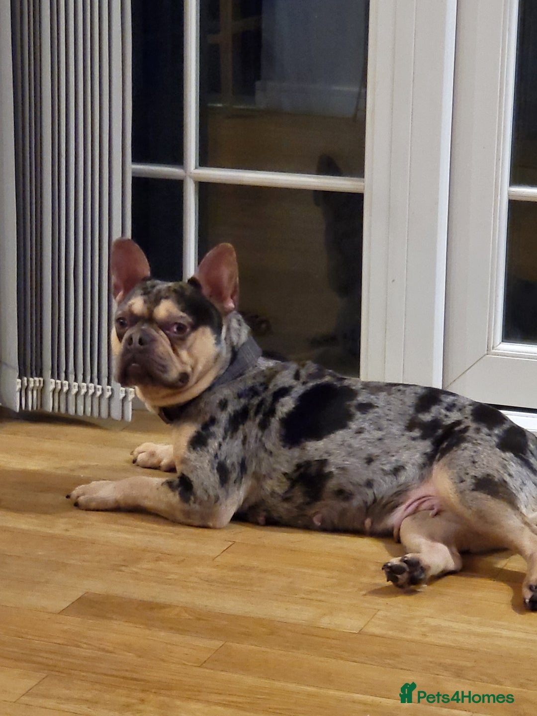 French Bulldog dogs for sale: French bulldog  - Image 3