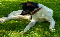 Foxhound dogs for adoption: Josie – Saved in the Final Hour - Image 6