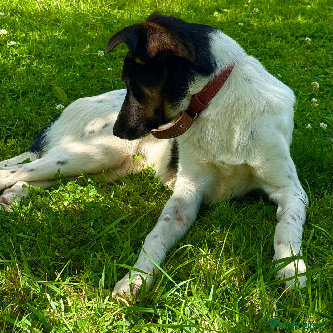 Foxhound dogs for adoption: Josie – Saved in the Final Hour - Image 6