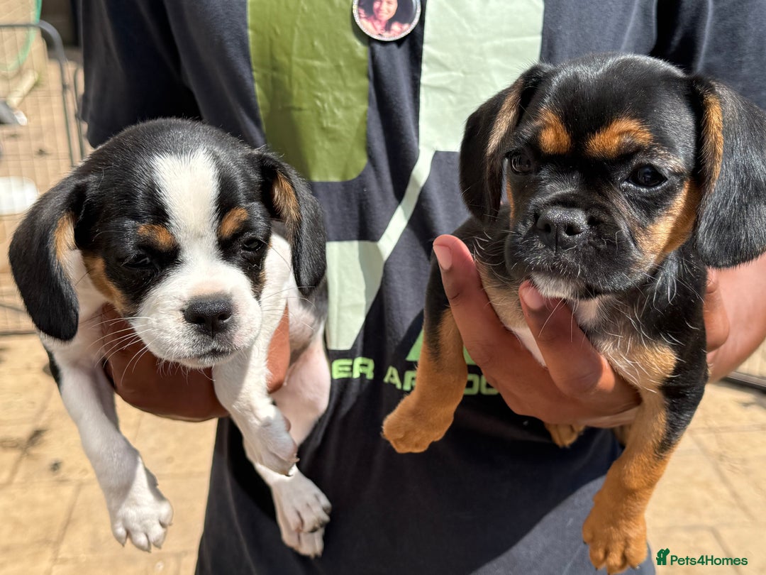 Mixed Breed dogs for sale: Cavalier King Charles spaniel X Frenchie - Image 4
